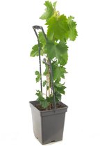 Vitis vinifera Katharina | roze druif | Ø 18 cm