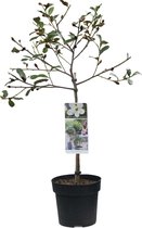 Magnolia Gail's Favourite op stam - Totale hoogte 85cm