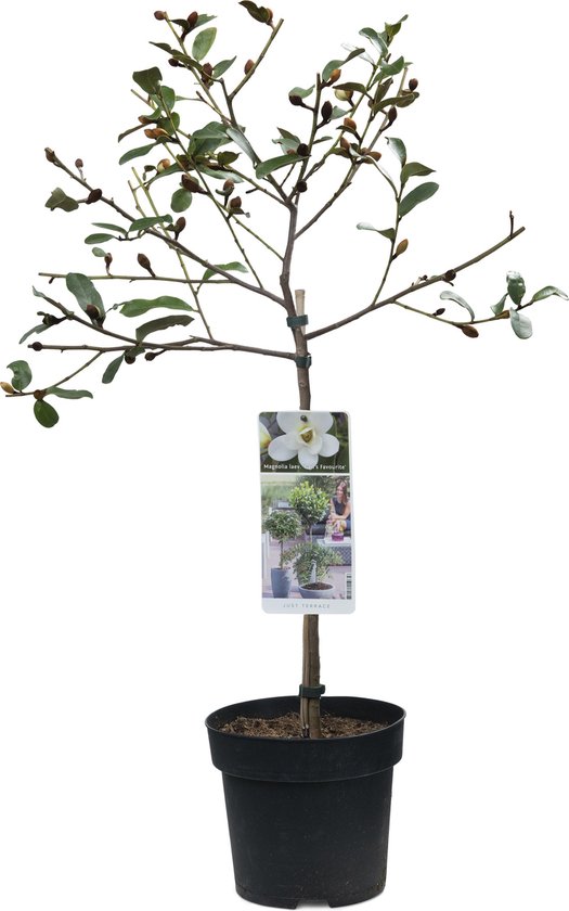 Magnolia Gail's Favourite op stam - 85cm