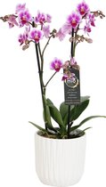 Orchidee van Botanicly – Vlinder orchidee in witte keramische pot als set – Hoogte: 45 cm, 1 tak – Phalaenopsis Pixie