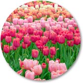 Tulpenveld in Nederland - Muurcirkel Forex 70cm | Wandcirkel voor binnen - Landschap - Natuur - Bloemen