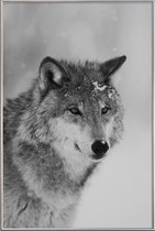 JUNIQE - Poster met kunststof lijst The Wolf -30x45 /Grijs