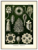 Ascandra - Calcispongiae (Kunstformen der Natur), Ernst Haeckel - Foto op Akoestisch paneel - 60 x 80 cm