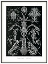 Alima - Thoracostraca (Kunstformen der Natur), Ernst Haeckel - Foto op Akoestisch paneel - 120 x 160 cm
