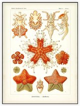 Asterias - Asteridea (Kunstformen der Natur), Ernst Haeckel - Foto op Akoestisch paneel - 90 x 120 cm