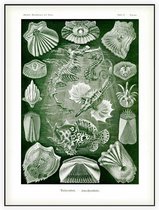 Pegasus - Teleostei (Kunstformen der Natur), Ernst Haeckel - Foto op Akoestisch paneel - 90 x 120 cm