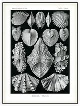 Cytherea - Acephala (Kunstformen der Natur), Ernst Haeckel - Foto op Akoestisch paneel - 60 x 80 cm