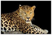 Jaguar liggend op zwarte achtergrond - Foto op Akoestisch paneel - 150 x 100 cm