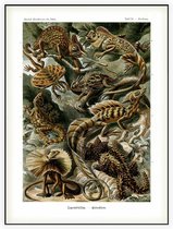 Basiliscus - Lacertilia (Kunstformen der Natur), Ernst Haeckel - Foto op Akoestisch paneel - 90 x 120 cm