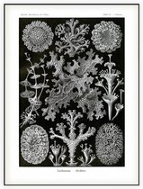 Cladonia - Lichenes (Kunstformen der Natur), Ernst Haeckel - Foto op Akoestisch paneel - 150 x 200 cm