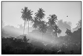 Palmbomen in de jungle - Foto op Akoestisch paneel - 90 x 60 cm