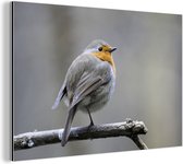 Robin assis sur une branche Aluminium 60x40 cm - Tirage photo sur aluminium (décoration murale en métal)