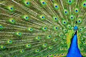 Tuinposter - Dieren - Wildlife / Peacock / Pauw in groen / blauw / zwart / wit - 60 x 90 cm.