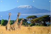 Giraffen in de wildernis - Foto op Tuinposter - 90 x 60 cm