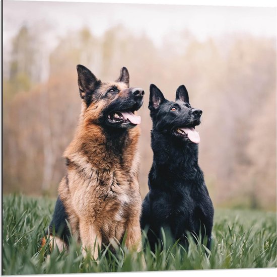 Dibond - Brave Bruine en Zwarte Hond - 80x80cm Foto op Aluminium (Wanddecoratie van metaal)