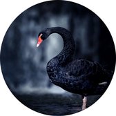 Zwarte zwaan op zwarte achtergrond - Foto op Behangcirkel - ⌀ 120 cm