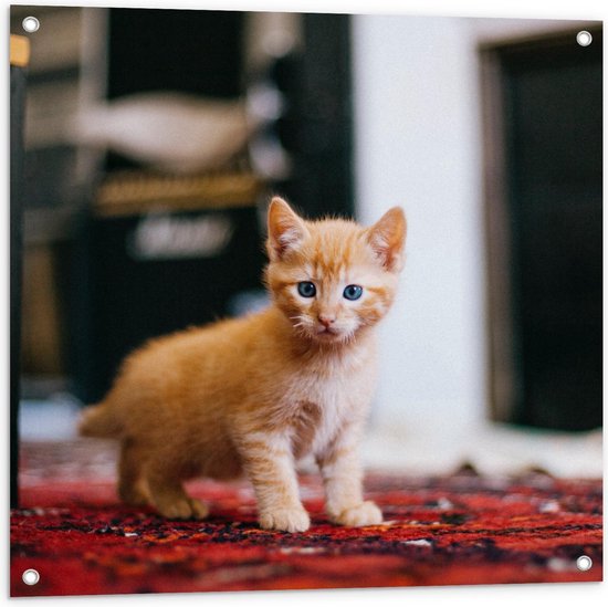 Tuinposter – Kitten op Rood Tapijt - 80x80cm Foto op Tuinposter  (wanddecoratie voor buiten en binnen)