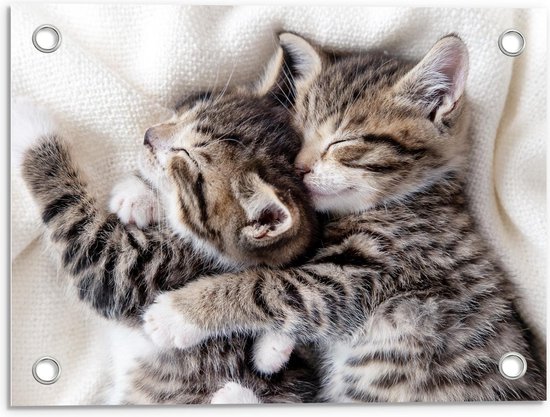 Tuinposter – Knuffelende Kittens tijdens Dutje - 40x30cm Foto op Tuinposter  (wanddecoratie voor buiten en binnen)