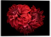 Acrylglas - Volle Rode Bloemen op Zwarte Achtergrond - 40x30cm Foto op Acrylglas (Wanddecoratie op Acrylglas)
