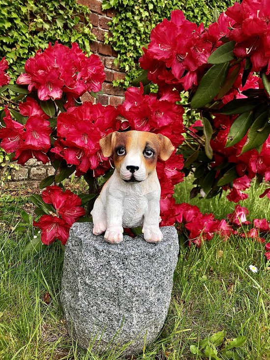 Hond - puppy - Jackrussel - bruin & wit - polyester - polystone - beeld -  tuinbeeld -... | bol.com
