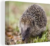 Hérisson dans l'herbe toile 2cm 160x120 cm - Tirage photo sur toile (Décoration murale salon / chambre) / Animaux sauvages Peintures sur toile XXL / Groot format!