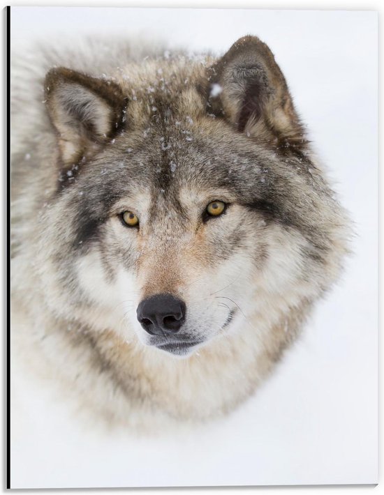 Dibond - Kop van Wolf met Gele Ogen - 30x40cm Foto op Aluminium (Wanddecoratie van metaal)