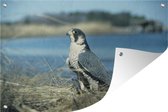 Tuindecoratie Slechtvalk - Water - Roofvogel - 60x40 cm - Tuinposter - Tuindoek - Buitenposter