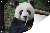 Tuinposter - Tuindoek - Tuinposters buiten - Panda - Bamboe - Natuur - 120x80 cm - Tuin
