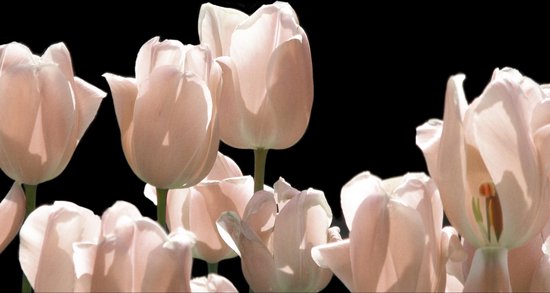 Tuinposter - Bloem - Tulp / Tulpen in wit / zwart / creme / beige -120 x 240 cm