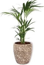 Kamerplant Howea Fosteriana – ± 100 centimeter hoog – 19cm diameter in creme kleurige pot