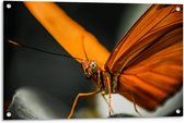 Tuinposter – Danainae Vlinder - 90x60cm Foto op Tuinposter  (wanddecoratie voor buiten en binnen)