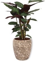 Kamerplant Calathea Oppenheimiana - ± 60cm hoog – 19cm diameter in creme kleurige pot