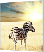 Wandpaneel Zebra in de zon  | 120 x 120  CM | Zilver frame | Wandgeschroefd (19 mm)