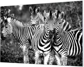 Wandpaneel Vier jonge zebra's zwart wit  | 210 x 140  CM | Zilver frame | Wandgeschroefd (19 mm)