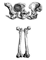 Anatomy Notebook: Innominate Bone Femur - Andreas Vesalius Anatomy Art College Ruled Notebook 110 Pages