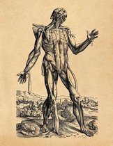 Anatomy Notebook: Andreas Vesalius - Skinless Man Muscles 05 - Premium College Ruled Notebook 110 Pages