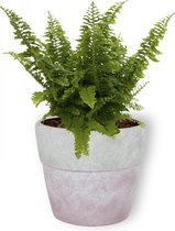 Kamerplant Nephrolepis Vitale – Krulvaren - ± 25cm hoog – 12 cm diameter - in lila betonnen pot