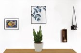 Cactus Opuntia Monacantha - Schijfcactus - ±25 cm hoog – 12cm diameter - in grijze pot