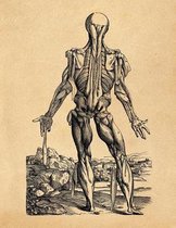 Anatomy Notebook: Andreas Vesalius - Skinless Man Muscles 12 - Premium College Ruled Notebook 110 Pages