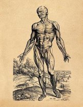 Anatomy Notebook: Andreas Vesalius - Skinless Man Muscles 03 - Premium College Ruled Notebook 110 Pages
