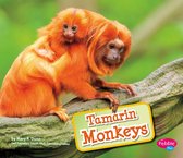 Monkeys - Tamarin Monkeys