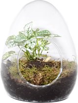 Merinda The Nucleus - Hypoest White 23cm / 17cm/ Hypoest Gem - Terrarium