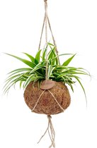 Kamerplant van Botanicly – Graslelie in kokosvezel hangpot als set – Hoogte: 20 cm – Chlorophytum comosum