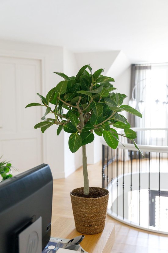 Ficus Benghalensis Audrey in mand - Banyan boom - kamerplant in speciale...  | bol.com