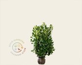 Prunus laurocerasus 'Rotundifolia' 100/125 - kluit