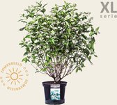 Hydrangea paniculata 'Kyushu' - XL