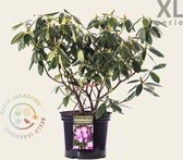 Rhododendron catawbiense 'Grandiflorum' - XL