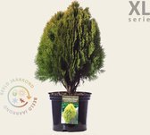 Thuja occidentalis 'Aurea Nana' 50/80 - in pot - XL