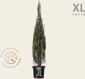 Juniperus scopulorum 'Blue Arrow' 100/125 - in pot - XL