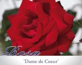 Rosa 'Dame de Coeur' - 110 cm stam
